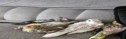 Cockatiels birds for sale: Cockatiel chicks hand tame  - Advert 32