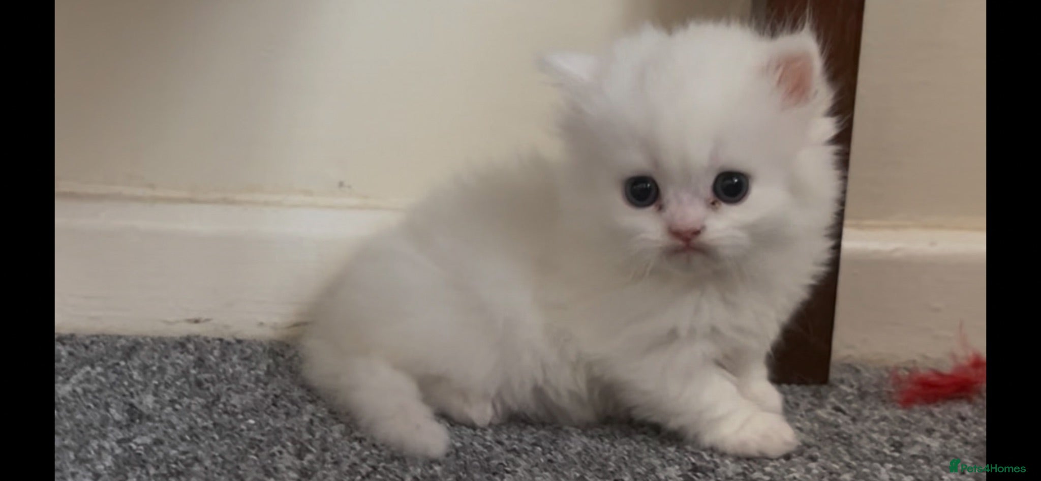 Munchkin cats Loving Friendly And Cute Fur Babies 🤗 - Advert 1