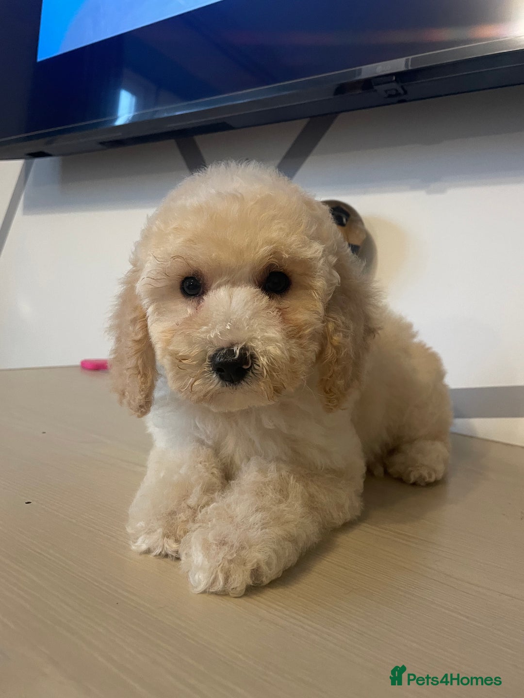 Cockapoo dogs for sale: Cockapoo F2 beautiful puppies ready to go  - Image 17