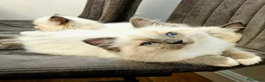 Ragdoll Kitten 1