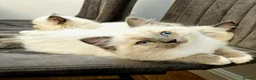 Ragdoll cats for sale: Stunning Ragdoll kittens  - Advert 17