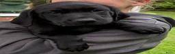 Labrador Retriever dogs for sale: KC FTCh Black Lab Boys - Elite Quality, Ready Now - Advert 17