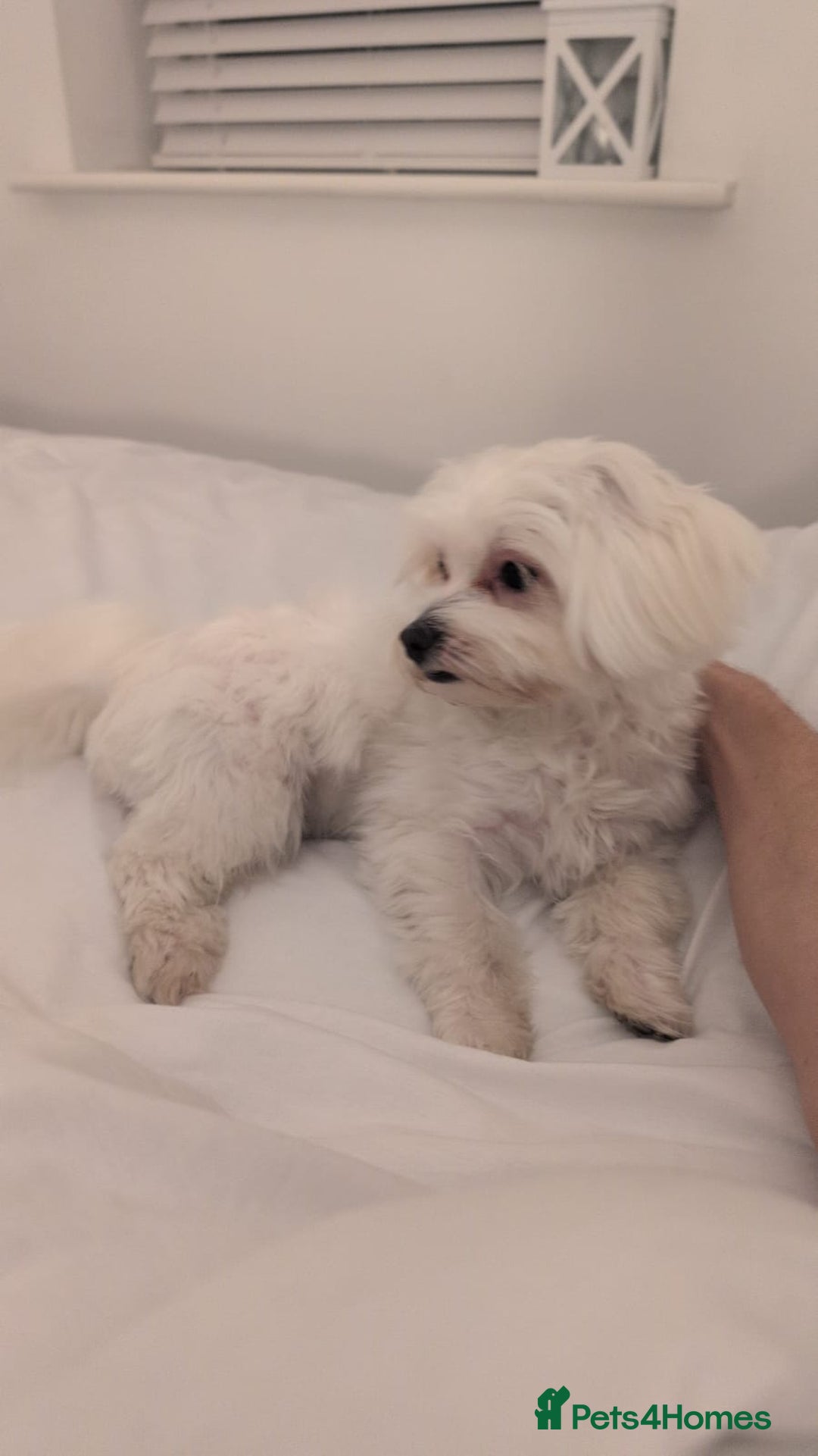 Maltese dogs for sale: >>> BEAUTIFULLY  **  PUPPIES POSSIBLE !!!<<< - Advert 1