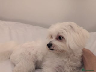 Maltese dogs >>> BEAUTIFULLY CHRISTMAS PUPPIES POSSIBLE !!!<<< - Advert 3