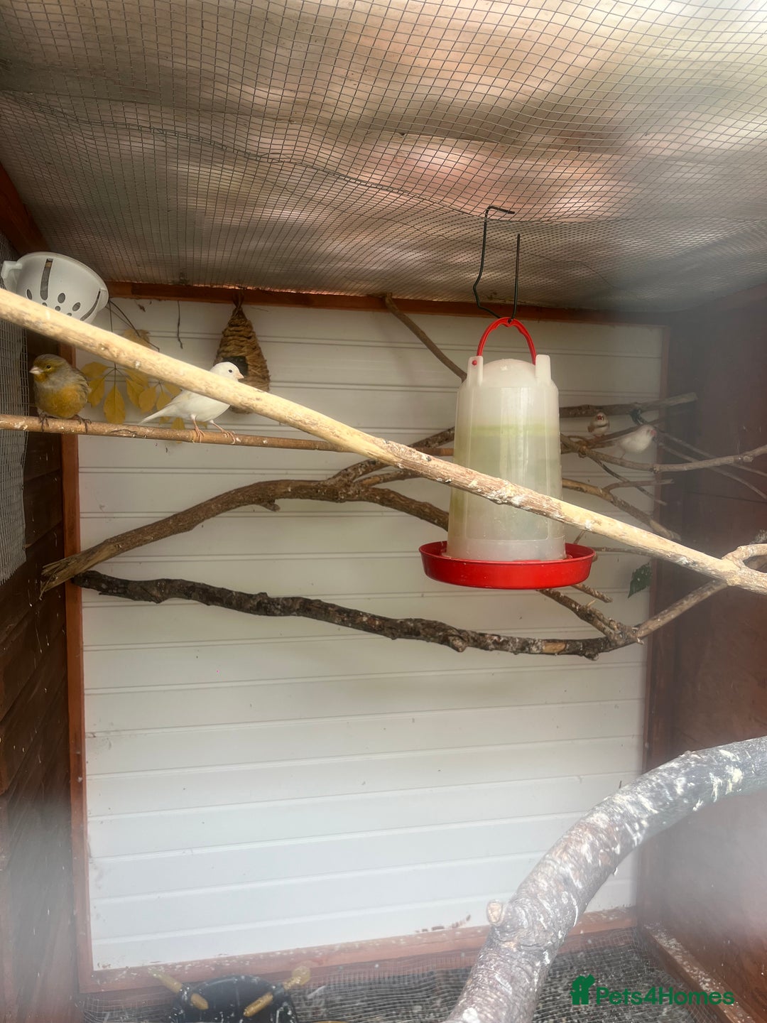 Canaries birds for sale: Canaries and zebra finches - Image 2