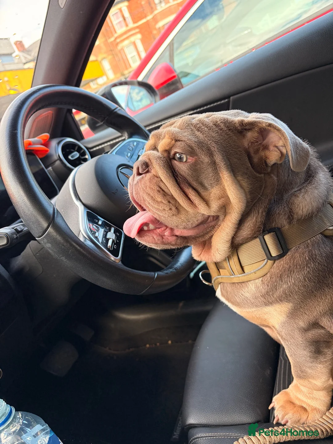 English Bulldog dogs for sale: 6 month male merle bulldog  - Advert 4