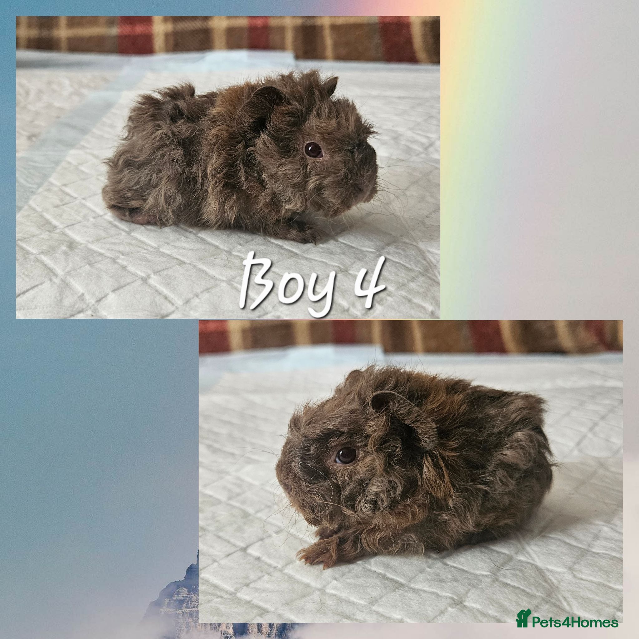 Guinea Pig rodents BEAUTIFUL FUNKY BABIES - Advert 2