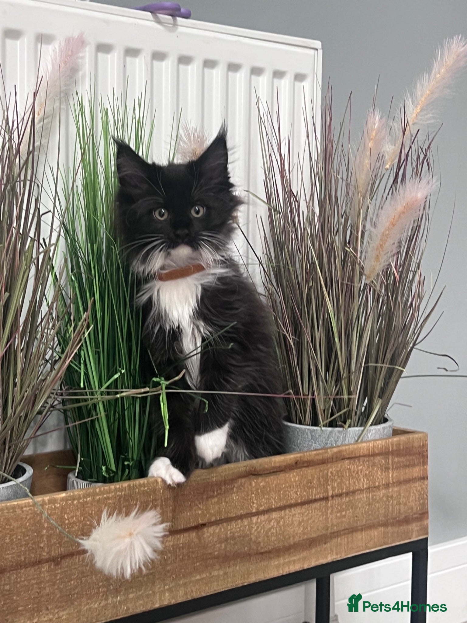 Maine Coon cats 6 kittens reduced 🐱 Ready to leave now  - Advert 2