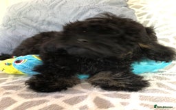 Shihpoo dogs for sale: shihpoo puppies for sale  - Image 12