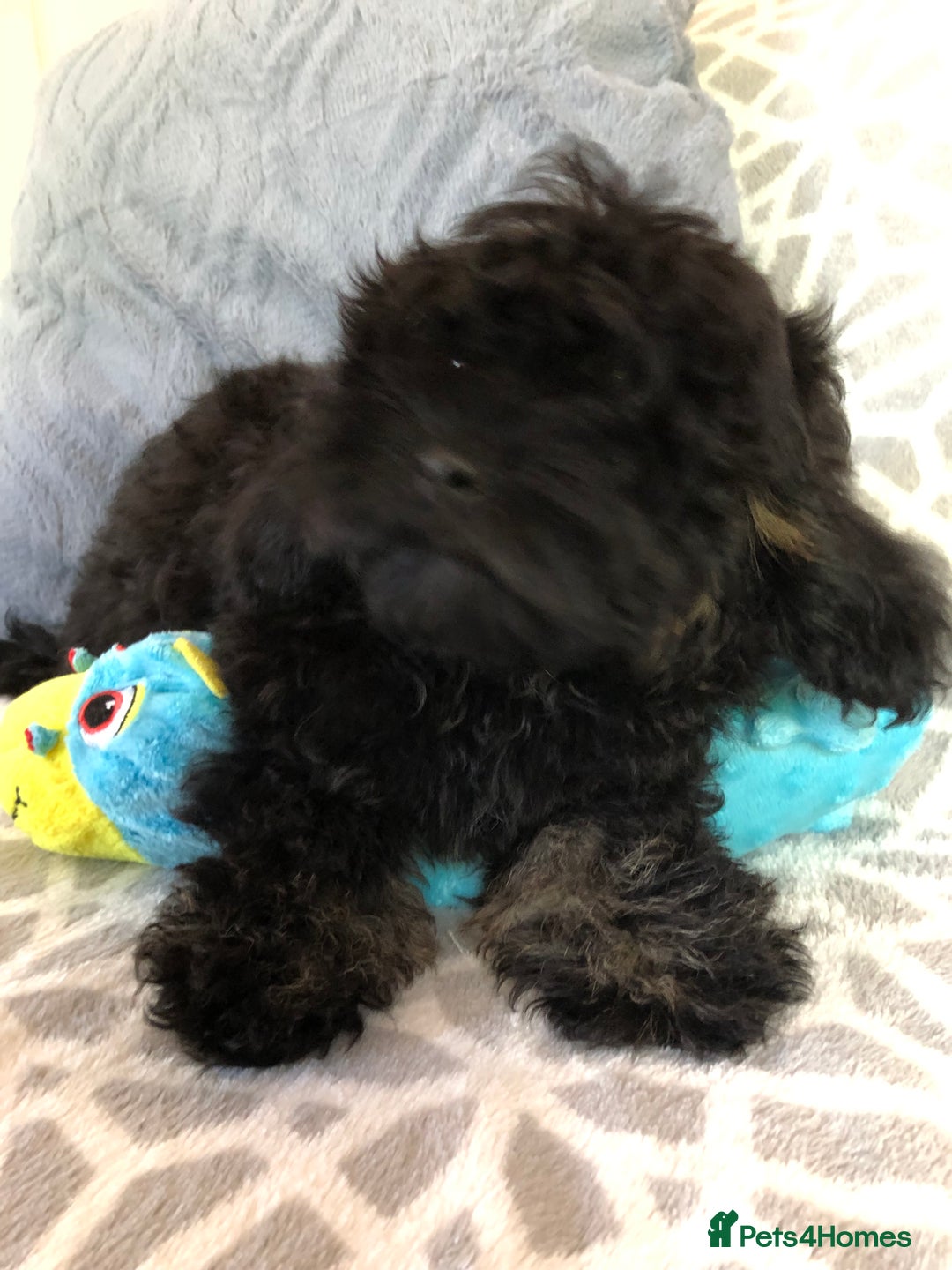 Shihpoo dogs for sale: shihpoo puppies for sale  - Image 12