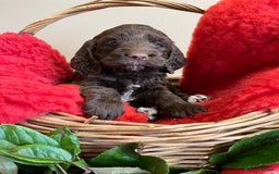 Sproodle dogs for sale: The apple of my eye - Image 10