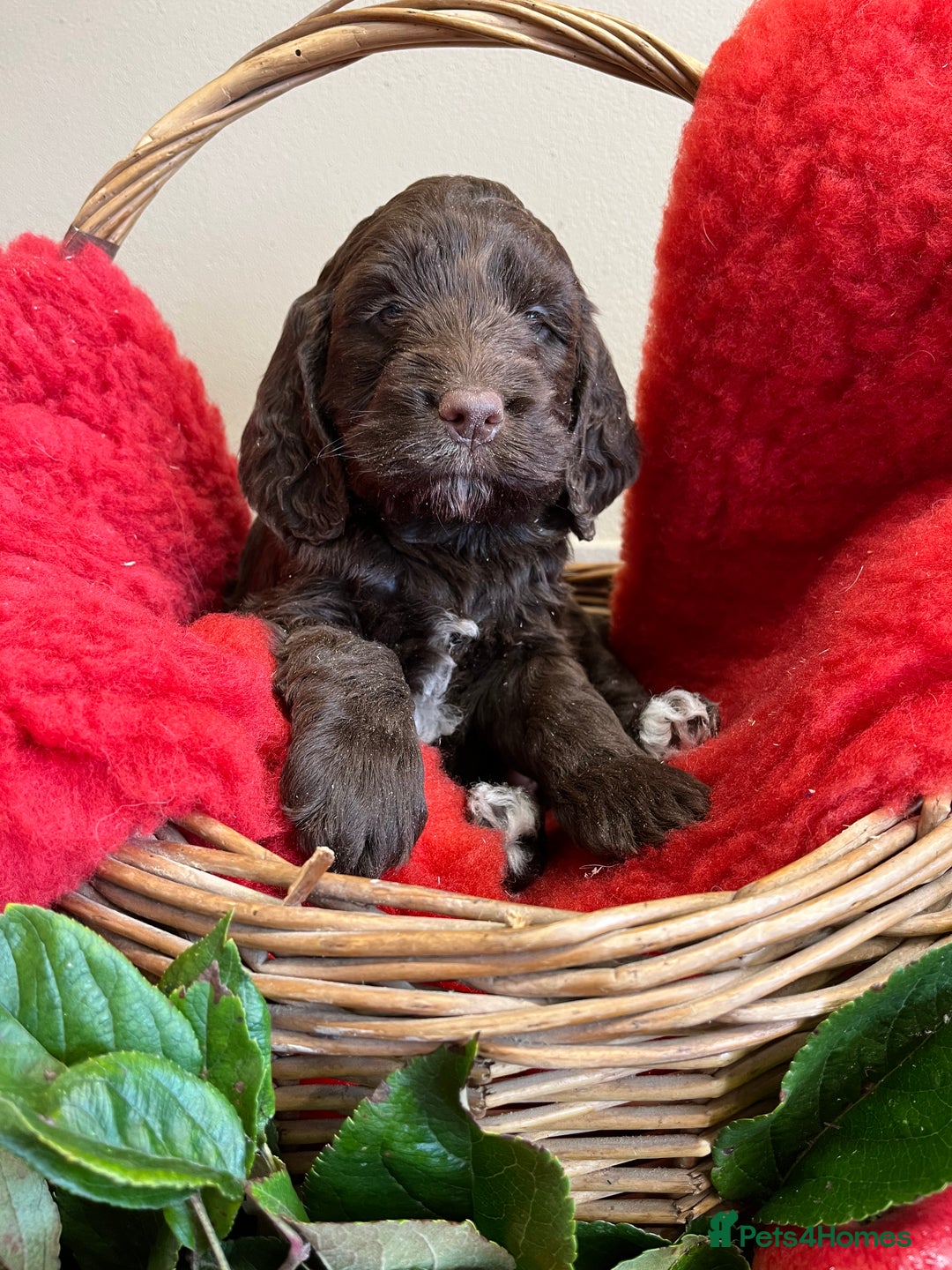 Sproodle dogs for sale: The apple of my eye - Image 10