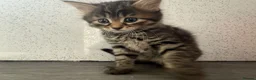 Mixed Breed cats for sale: Stunning kittens for sale x - Advert 8