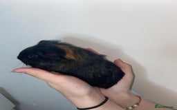 Guinea Pig rodents for sale: Stunning baby Guinea pigs 🤍 - Image 1