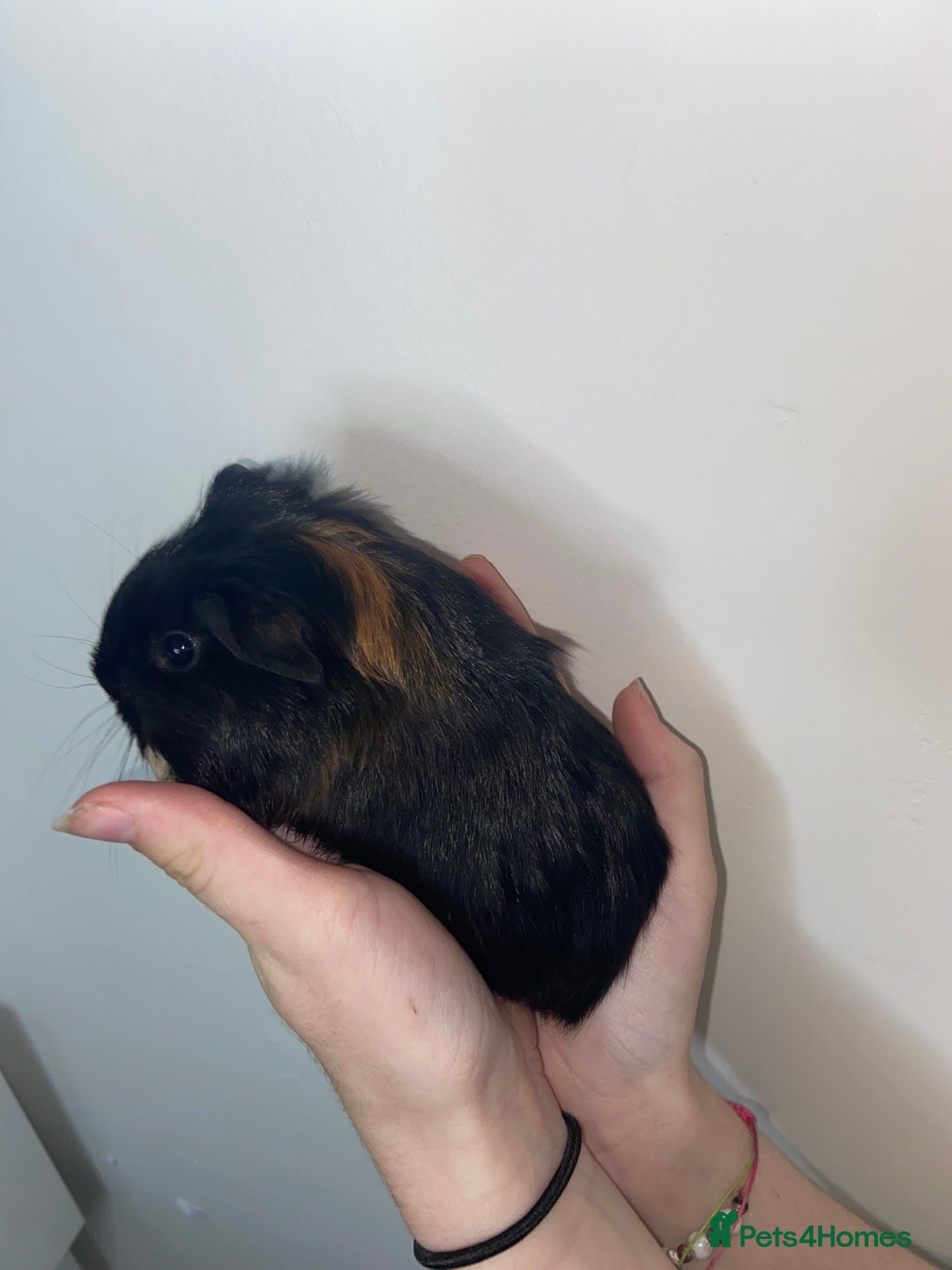 Guinea Pig rodents for sale: Stunning baby Guinea pigs 🤍 - Image 1