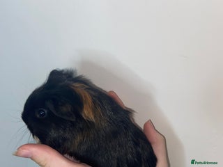 Guinea Pig rodents - Advert 11