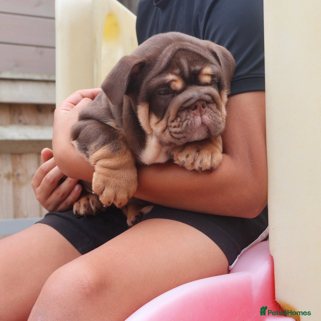English Bulldog dogs for sale: 2 Gorgeous English Bulldog Pups 🩷 - Image 15