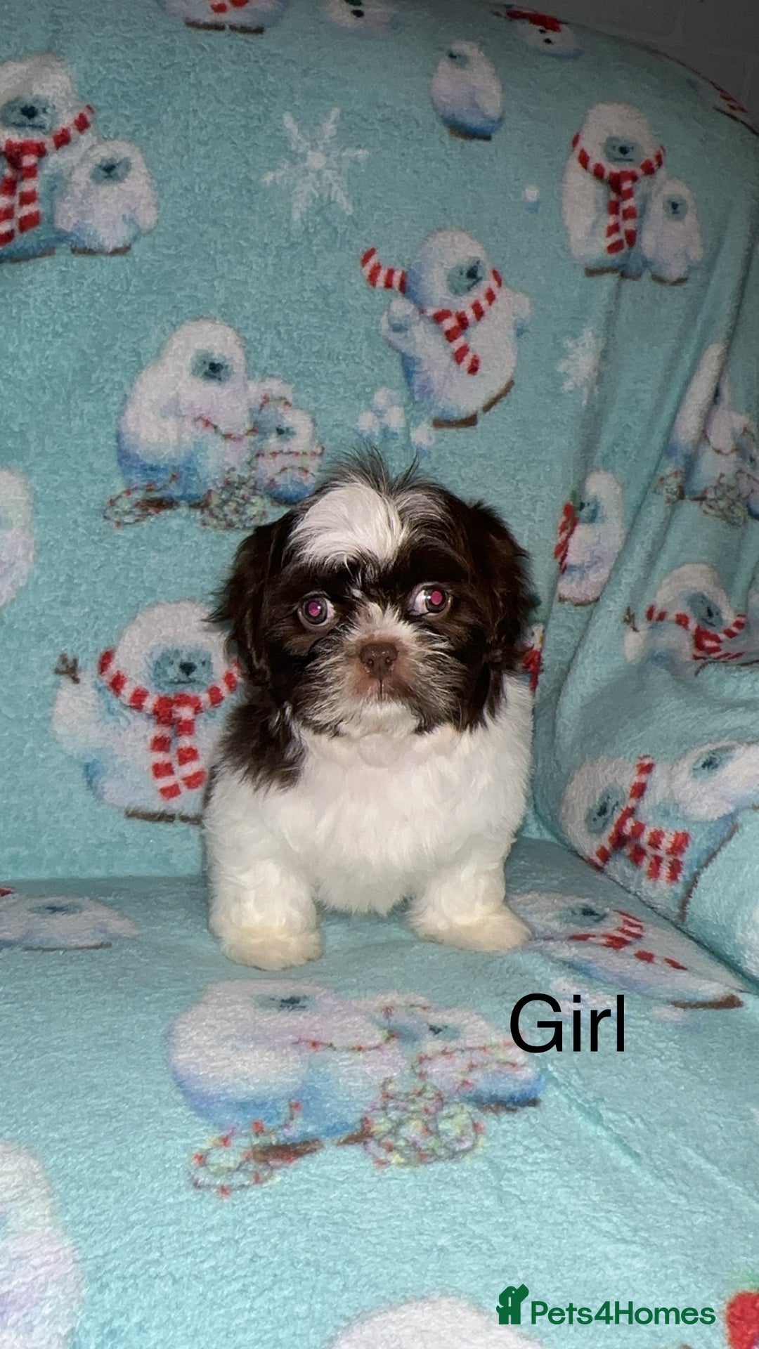 Shih Tzu dogs for sale: Shih tzu puppys  - Image 6
