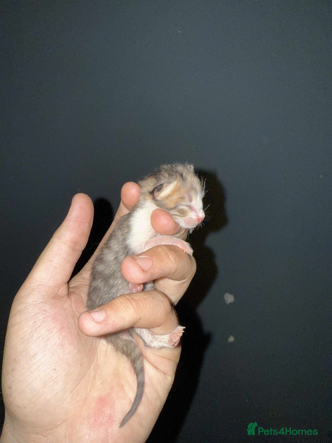 Domestic Shorthair cats for sale: 3 baby Kittens For Sale - Image 1