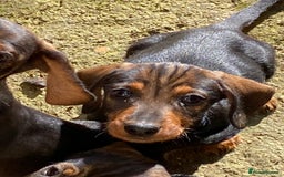 Dachshund dogs for sale: Mini wirehaired dachshund puppys Dad kc registered in Northampton - Image 2