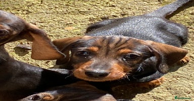 Dachshund dogs in Northampton - Advert 1