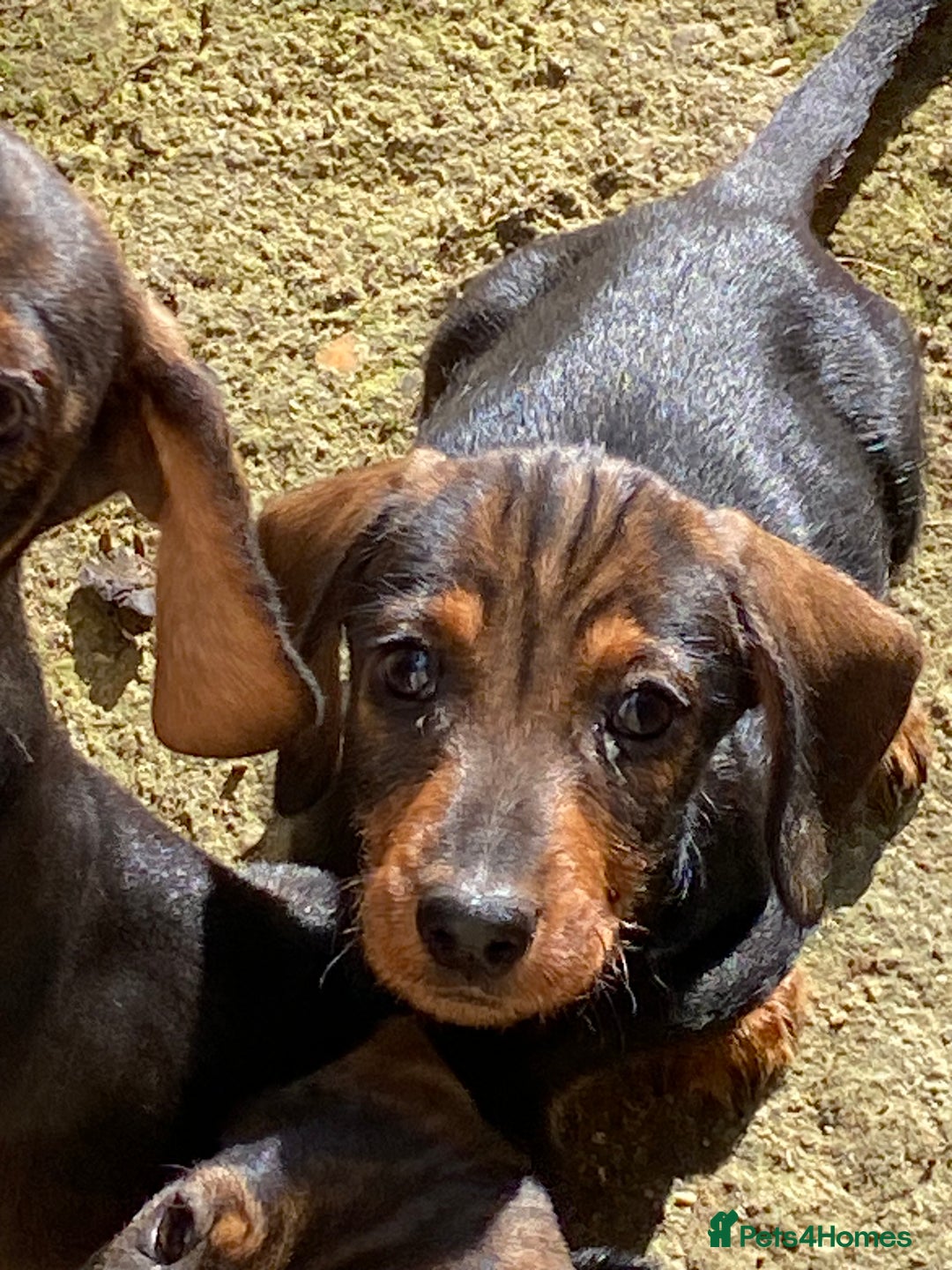 Dachshund dogs for sale: Mini wirehaired dachshund puppys Dad kc registered in Northampton - Image 2