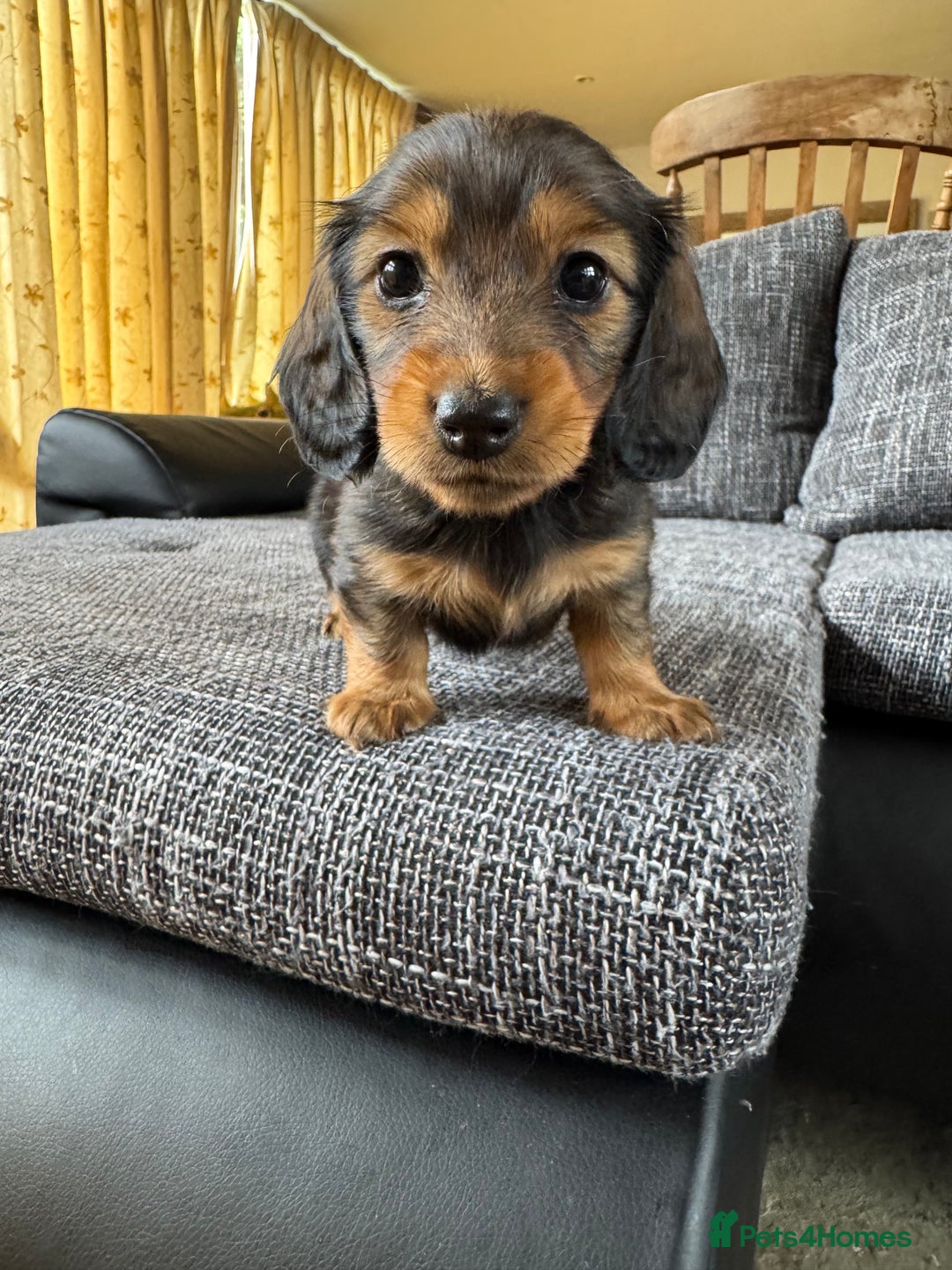 Miniature Dachshund dogs for sale: Miniature dachshund puppies  - Image 6
