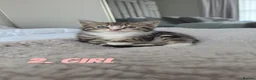 Mixed Breed cats for sale: Three Adorable Female Kittens  - Advert 4