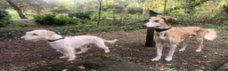 Mixed Breed dogs for sale: Beddywhippet  - Advert 2
