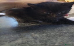 Mixed Breed cats for sale: 1 kitten left  - Advert 3