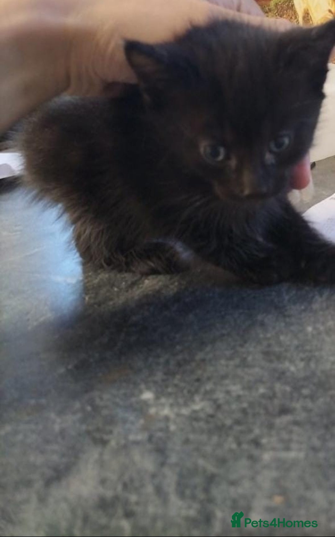 Mixed Breed cats for sale: 1 kitten left  - Advert 3