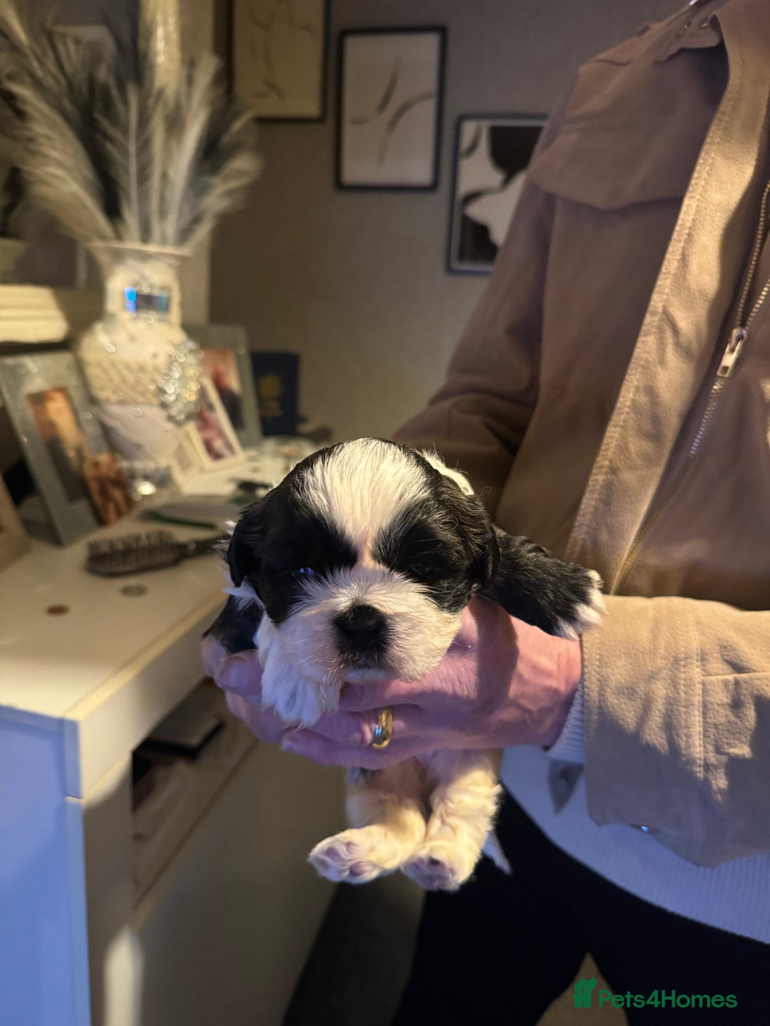 Shih Tzu dogs for sale: Beautiful shih tzu pups for sale - Advert 4