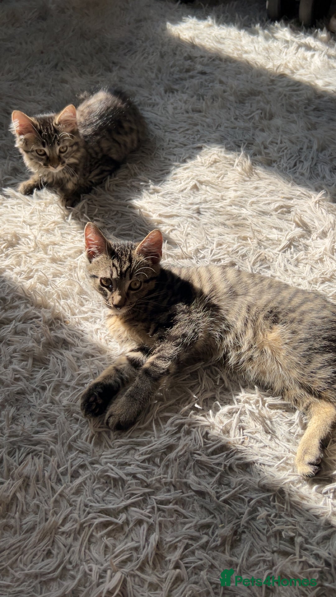 British Longhair cats for sale: 2 kittens looking for a new home  - Advert 11