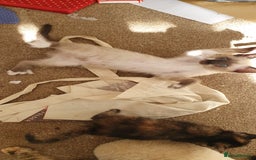Mixed Breed cats for sale: Beautiful Siamese Cross Kittens - Image 11