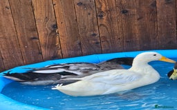 Ducks poultry for sale: Pets ducks  - Image 1