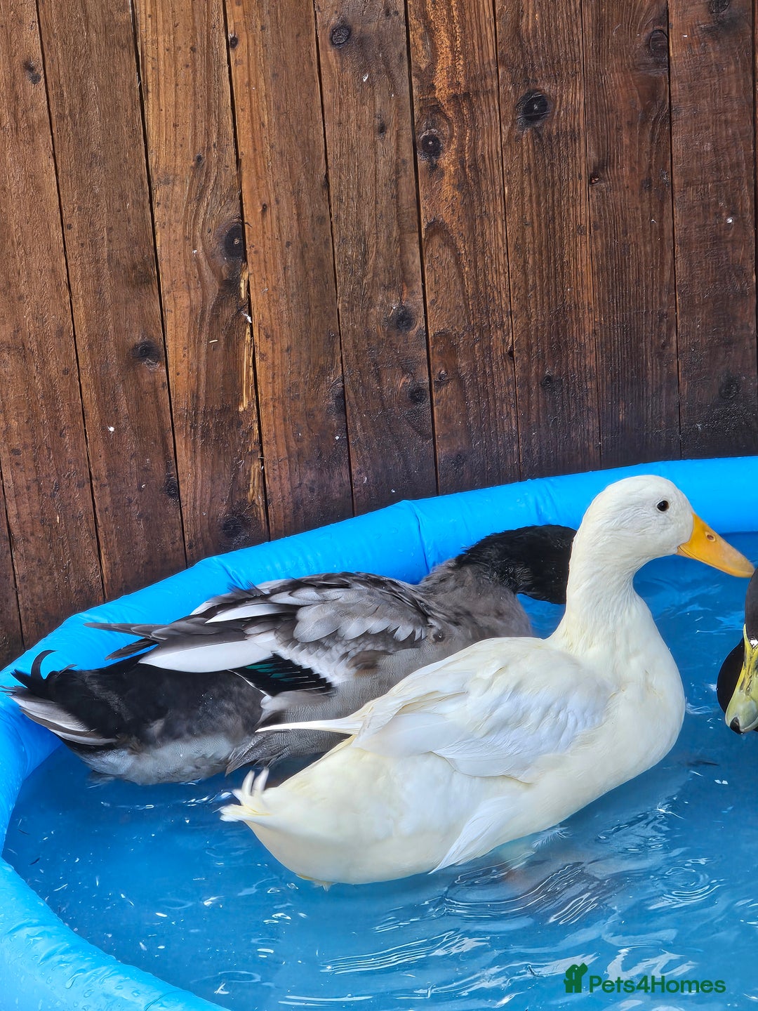 Ducks poultry for sale: Pets ducks  - Image 1