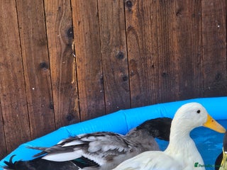 Ducks poultry for sale - Advert 1