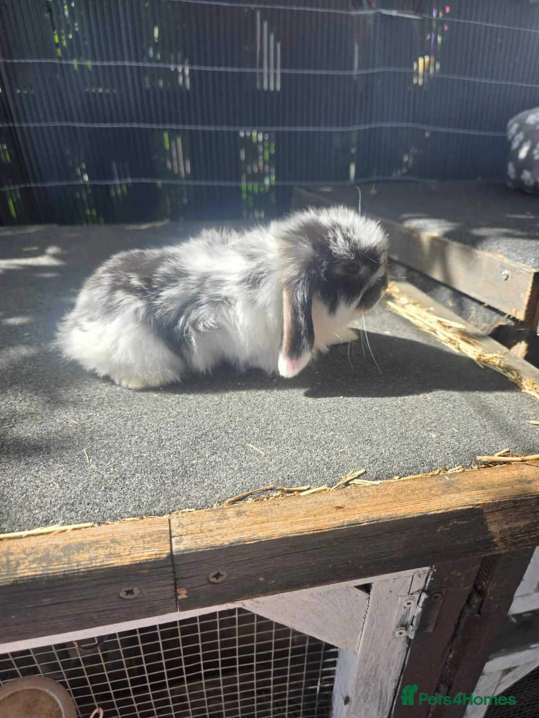 Mini Lop rabbits for sale: Mini lops  - Advert 10