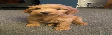 Schnoodle 1