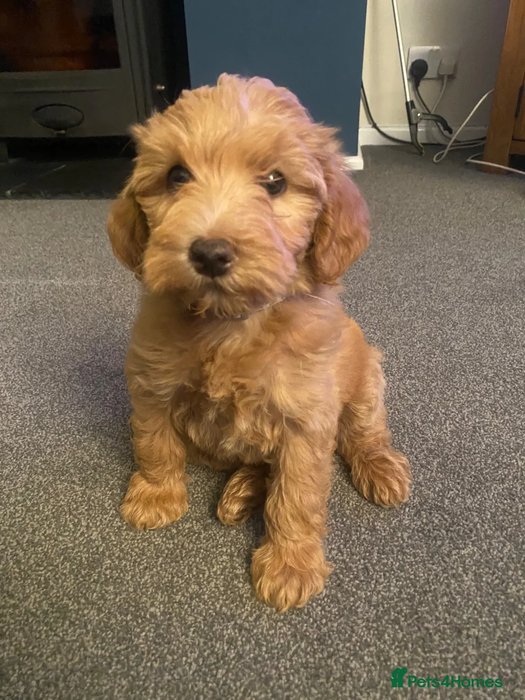 Schnoodle dogs for sale: Last 1 left, beautiful boy Schnoodle  - Advert 6