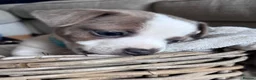 Jack Russell dogs for sale: Jack Russell Puppies in York - Advert 24