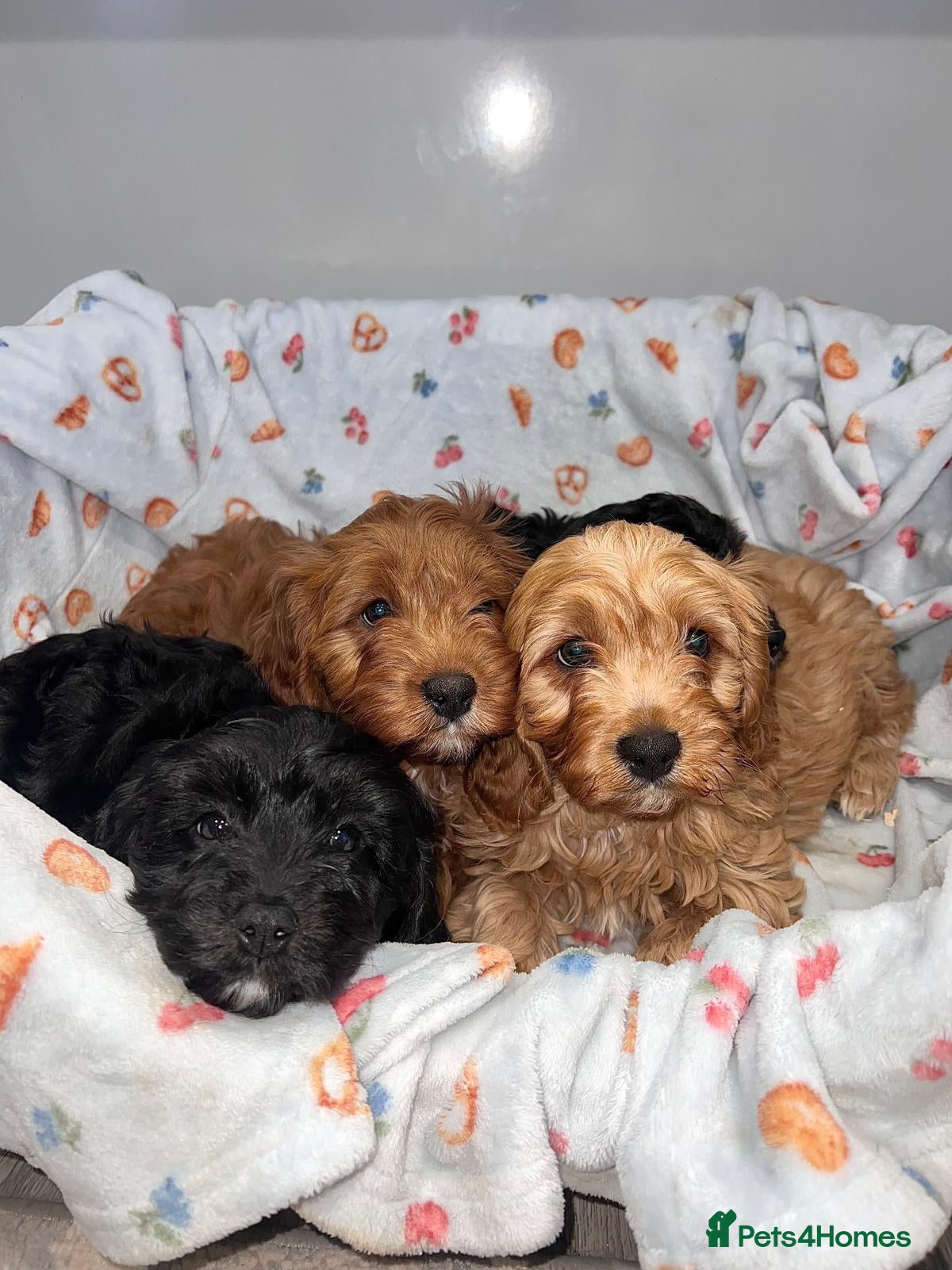 Cavapoo dogs Cavapoo puppies 🥰 - Advert 1