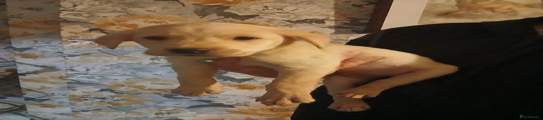 Labrador Retriever Puppy 4