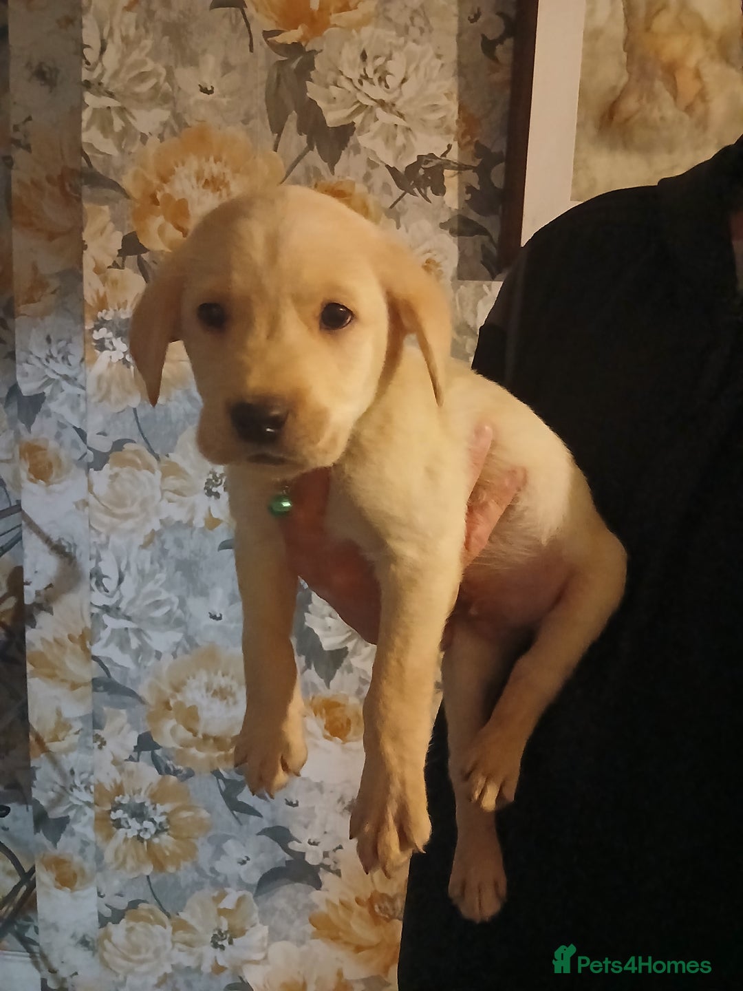 Labrador Retriever dogs for sale: Beautiful lab puppies for sale  - Image 5