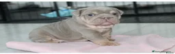 English Bulldog dogs for sale: Beautiful lilic & tan bulldog puppys - Advert 4