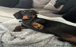 Miniature Dachshund dogs for sale: True miniature dachshund for sale  - Image 4