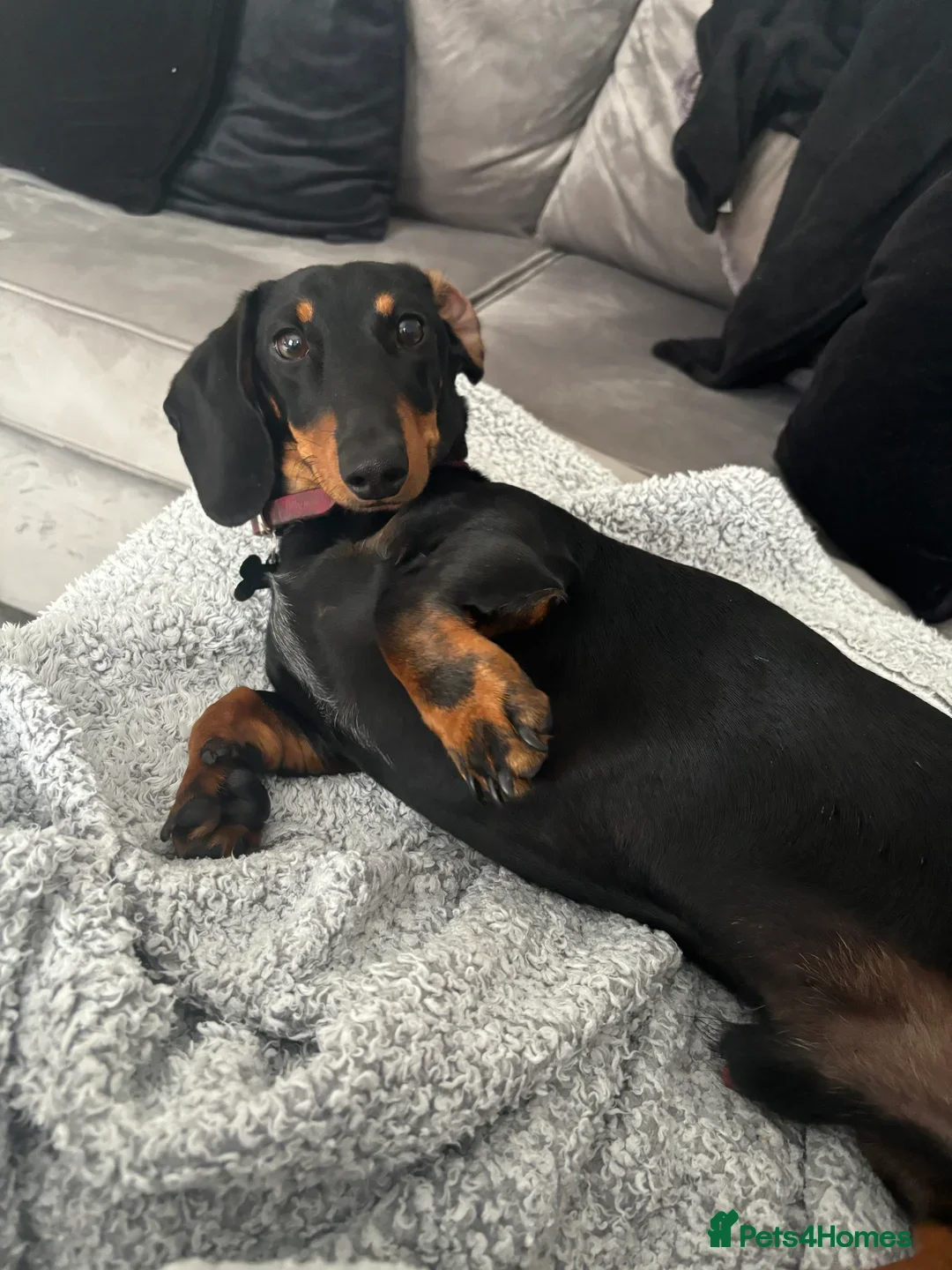 Miniature Dachshund dogs for sale: True miniature dachshund for sale  - Image 4