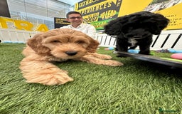 Irish Doodle dogs for sale: Toy Irish Doodle Puppies,1st vac and ready to go!  - Image 31