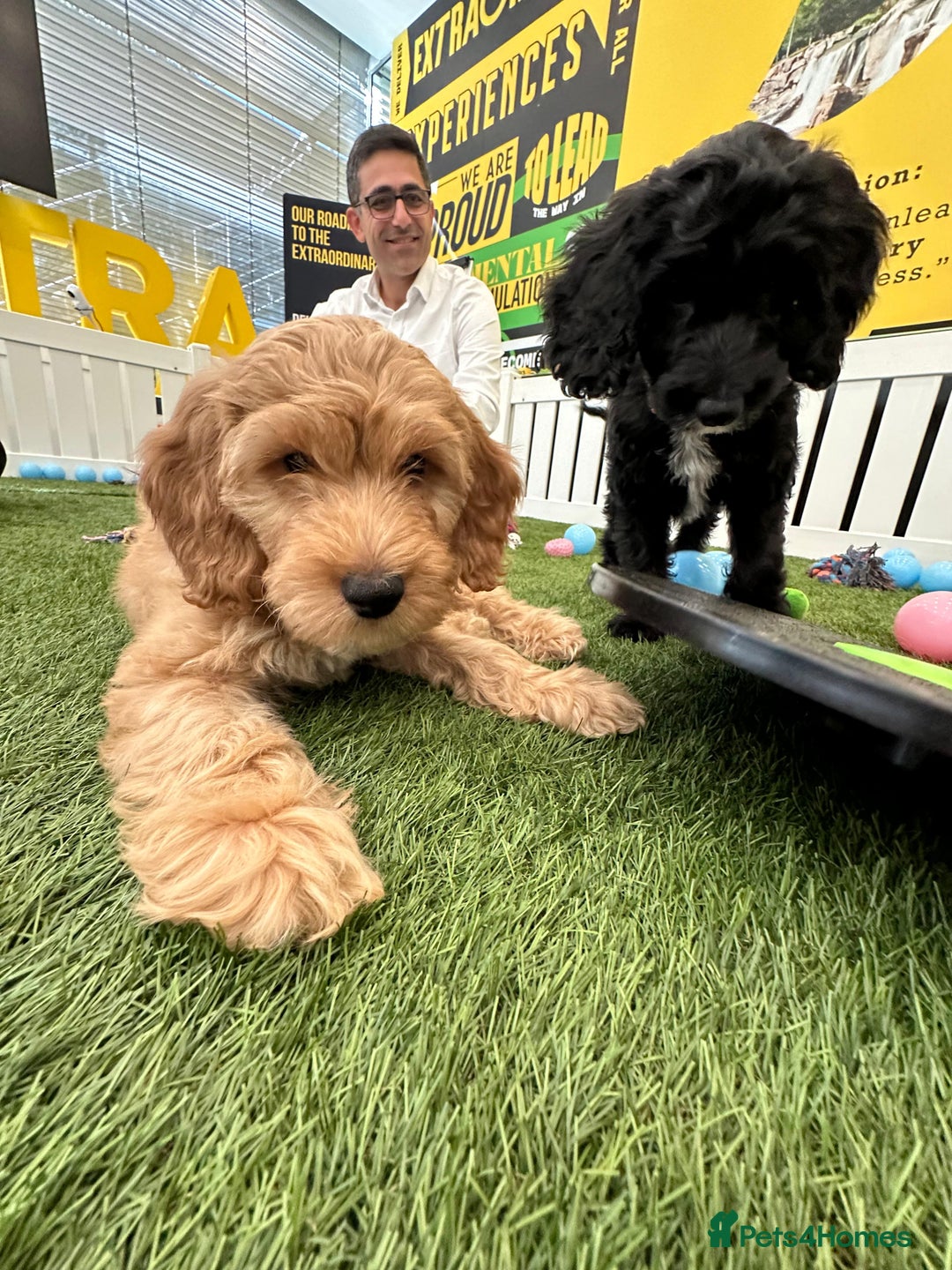 Irish Doodle dogs for sale: Toy Irish Doodle Puppies,1st vac and ready to go!  - Image 31