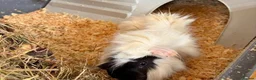 Guinea Pig rodents for sale: Male guenia pig  - Advert 1